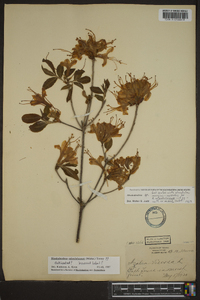 Rhododendron calendulaceum image
