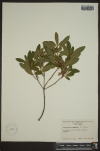 Rhododendron canadense image