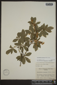 Rhododendron canescens image