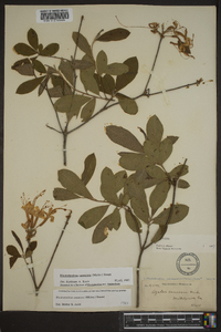 Rhododendron canescens image