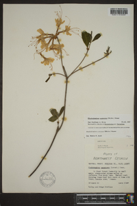 Rhododendron canescens image