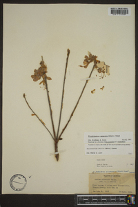 Rhododendron canescens image