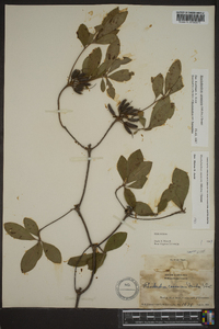 Rhododendron canescens image