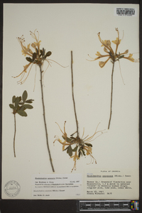 Rhododendron canescens image