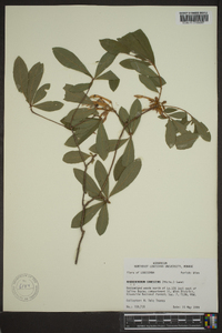 Rhododendron canescens image