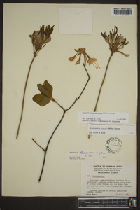 Rhododendron canescens image