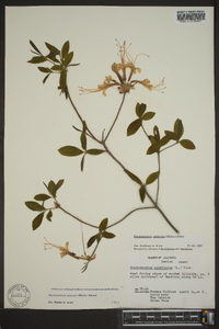 Rhododendron canescens image