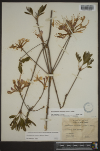 Rhododendron canescens image