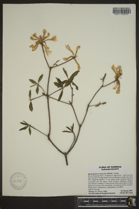 Rhododendron canescens image