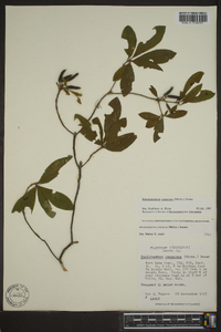 Rhododendron canescens image