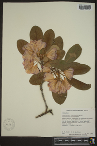 Rhododendron catawbiense image