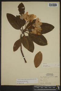 Rhododendron catawbiense image