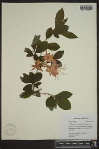 Rhododendron cumberlandense image