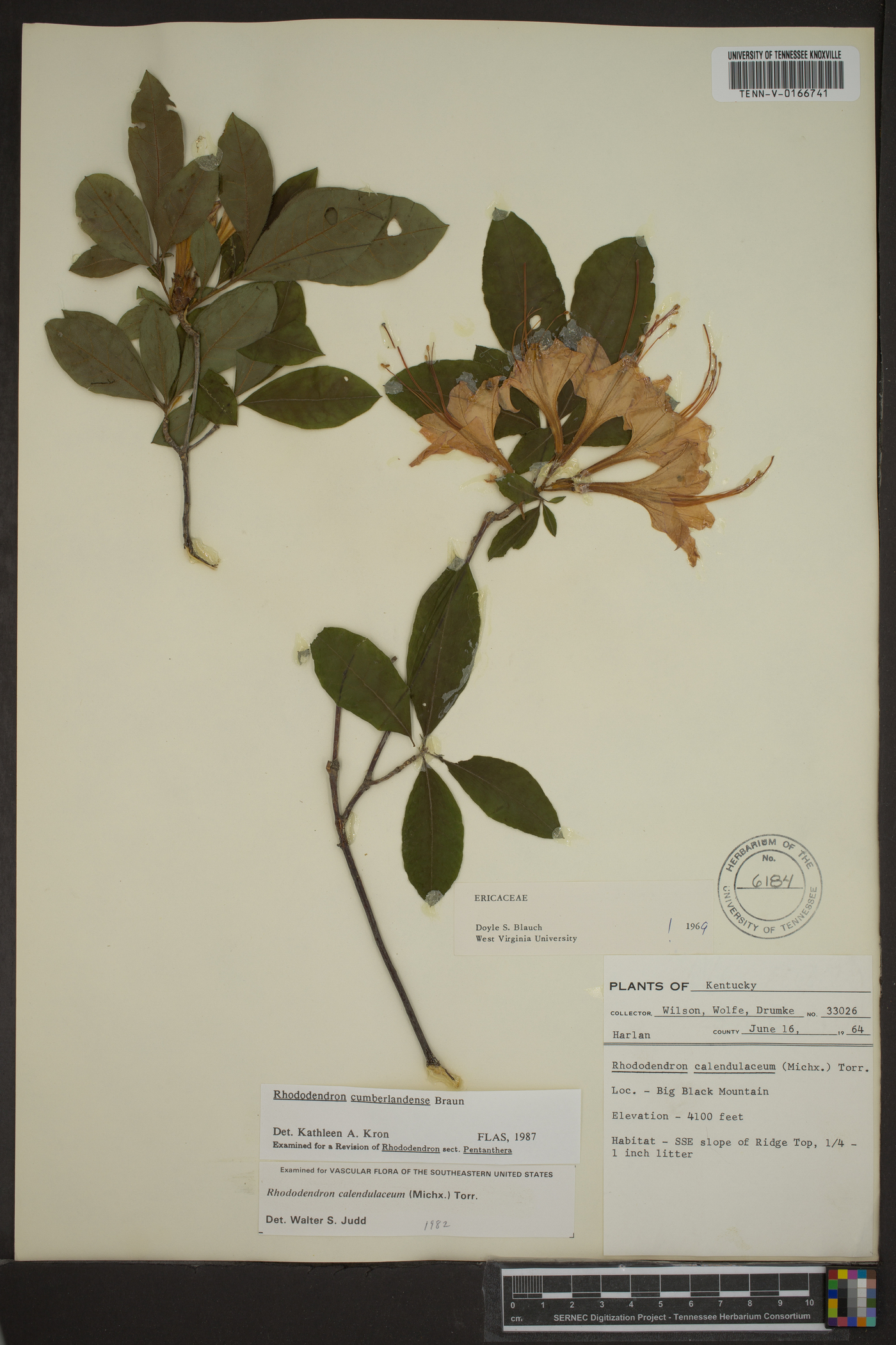 Rhododendron cumberlandense image