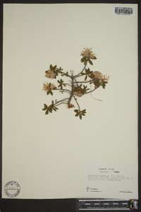 Rhododendron lapponicum image