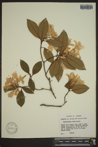 Rhododendron minus image