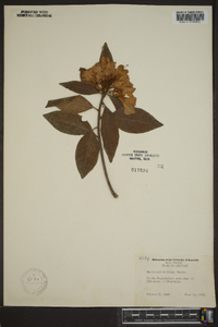 Rhododendron minus image