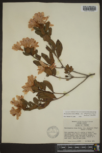 Rhododendron minus var. chapmanii image