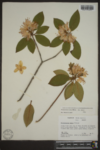 Rhododendron minus image