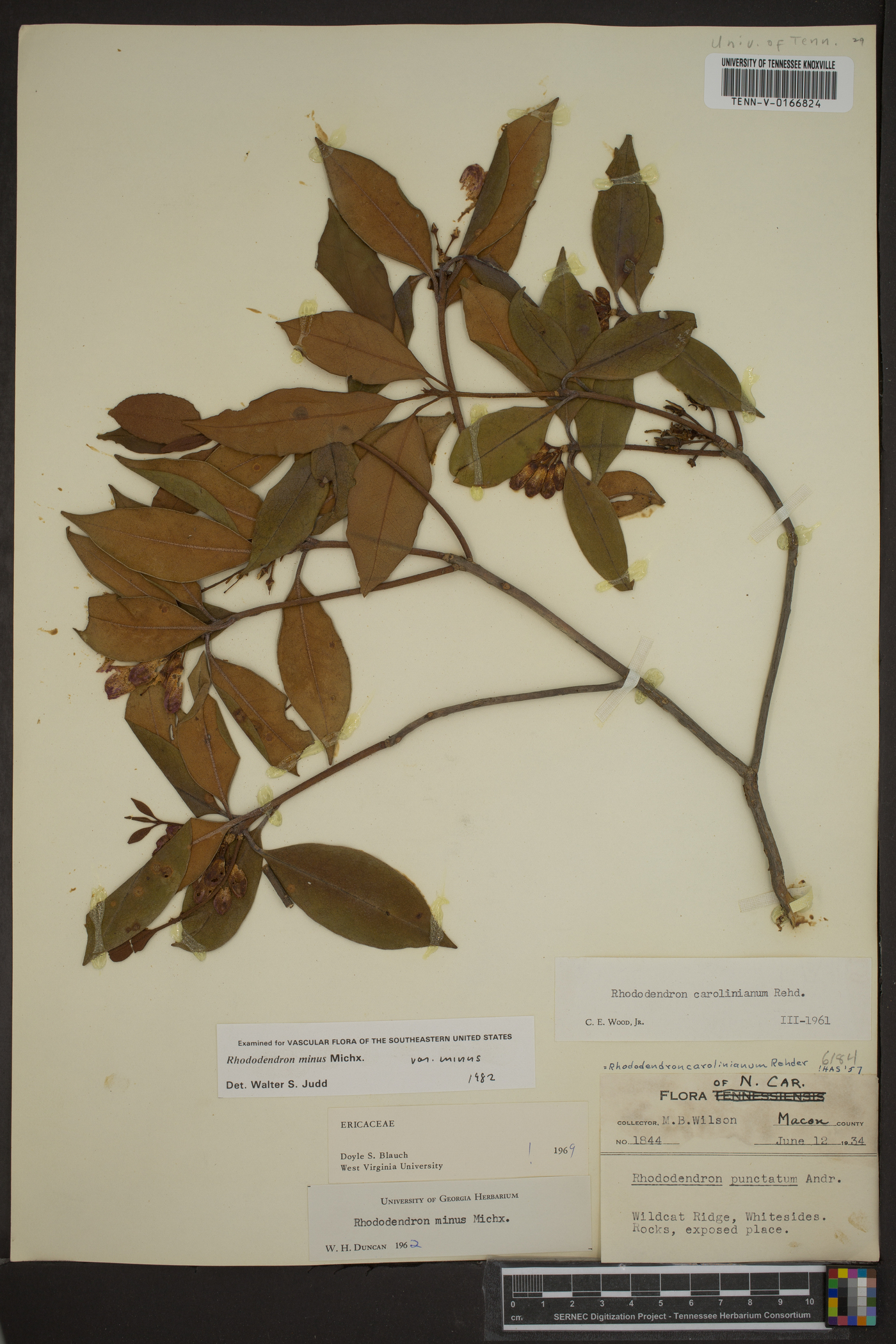 Rhododendron minus var. minus image