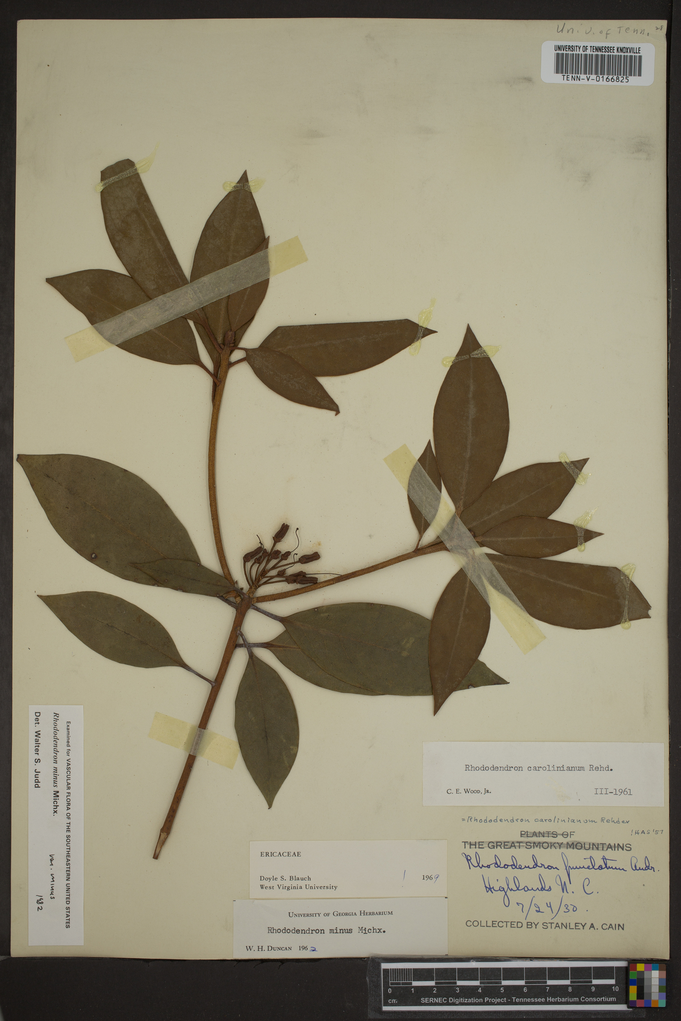 Rhododendron minus var. minus image