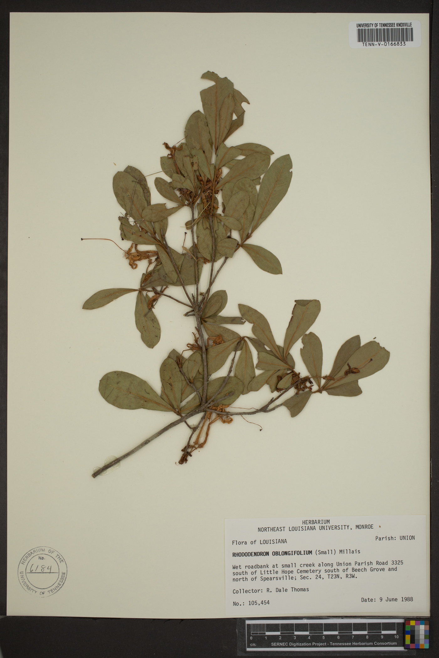 Rhododendron oblongifolium image