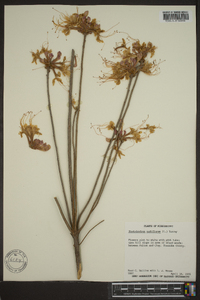 Rhododendron nudiflorum image