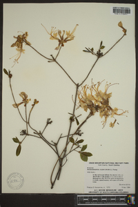 Rhododendron nudiflorum image