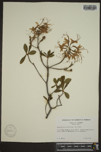 Rhododendron nudiflorum image