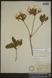 Rhododendron periclymenoides image