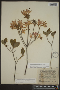 Rhododendron prinophyllum image