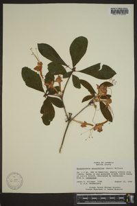 Rhododendron prunifolium image