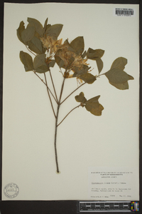 Rhododendron roseum image