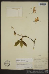 Rhododendron vaseyi image