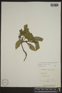 Rhododendron vaseyi image