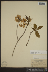 Rhododendron vaseyi image