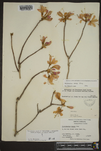 Rhododendron vaseyi image