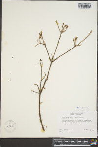 Rhododendron pilosum image