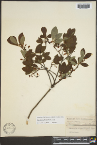 Rhododendron pilosum image