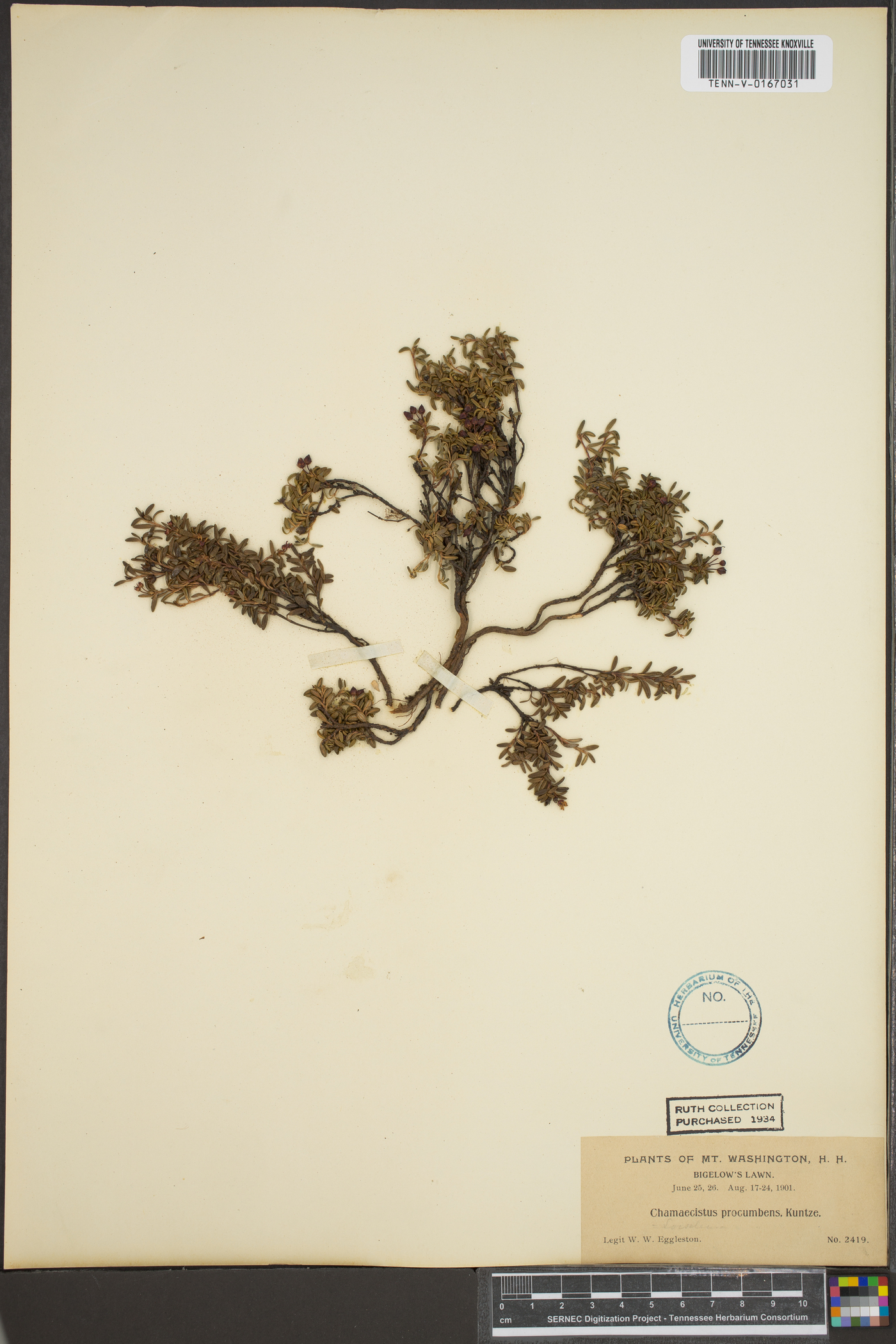 Loiseleuria procumbens image