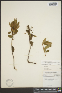 Kalmia angustifolia image