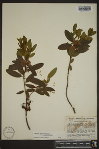 Kalmia angustifolia var. angustifolia image