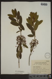 Kalmia angustifolia var. angustifolia image