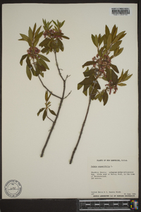 Kalmia angustifolia var. angustifolia image