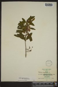 Kalmia angustifolia image