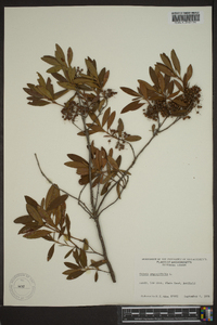 Kalmia angustifolia image