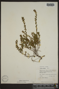 Kalmia hirsuta image