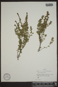 Kalmia hirsuta image