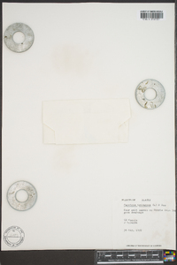 Cassiope tetragona image