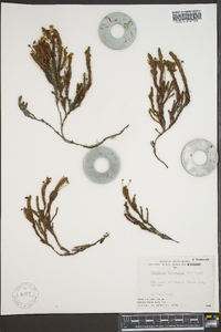 Cassiope tetragona image